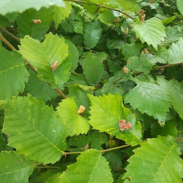 Ulmus glabra Leht