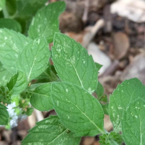 Mentha canadensis Fuelha