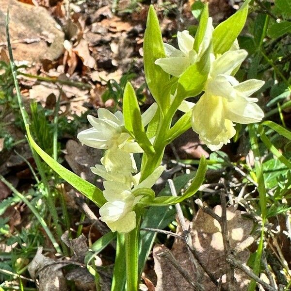 Dactylorhiza romana Blomst