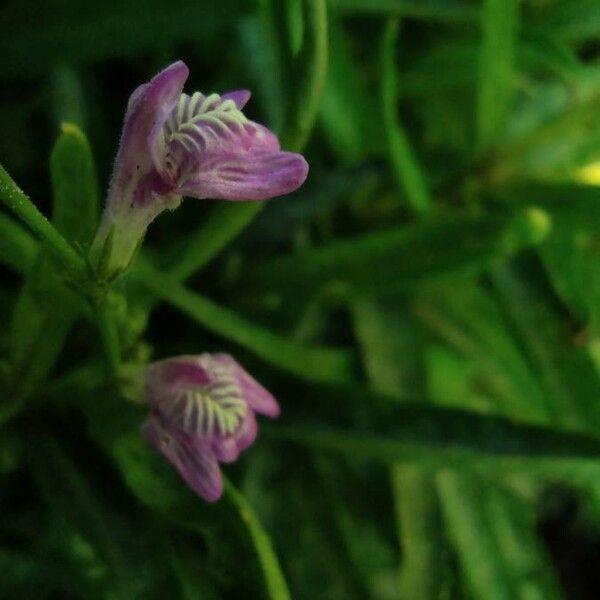 Dianthera pectoralis Flor