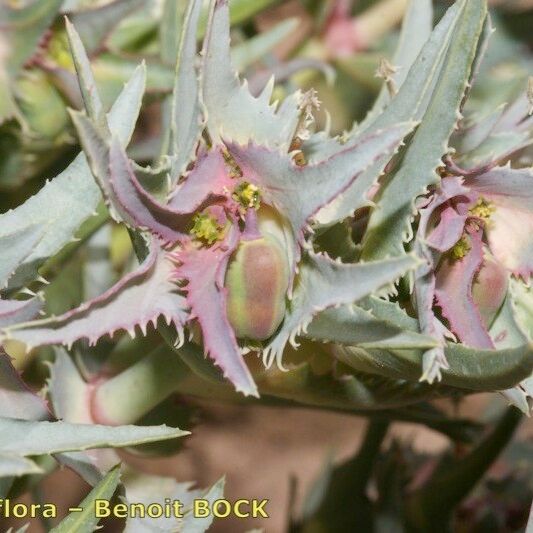 Euphorbia retusa Outro