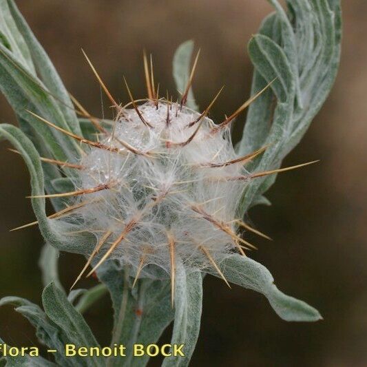 Centaurea eriophora Fruit