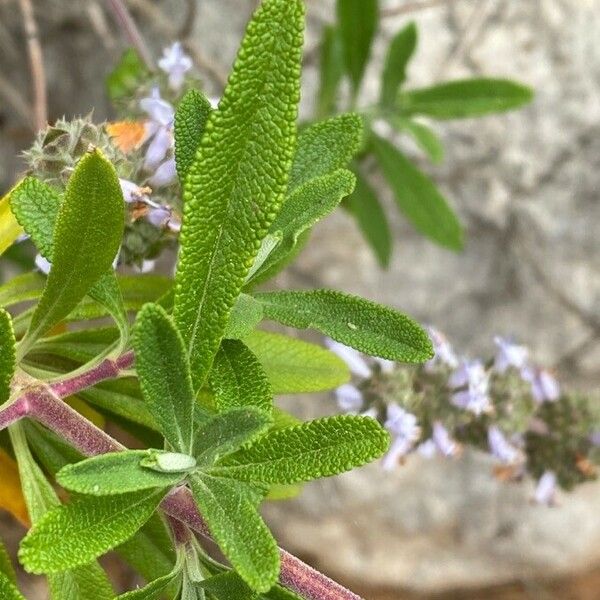 Salvia mellifera পাতা