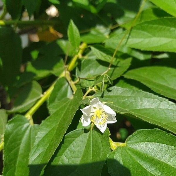 Muntingia calabura Λουλούδι