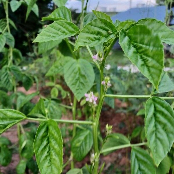 Cyamopsis tetragonoloba Flower