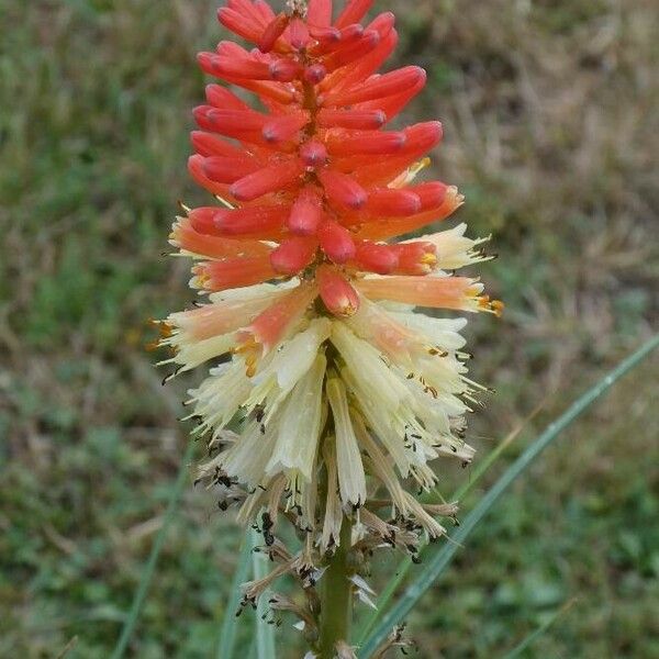 Kniphofia uvaria ফুল