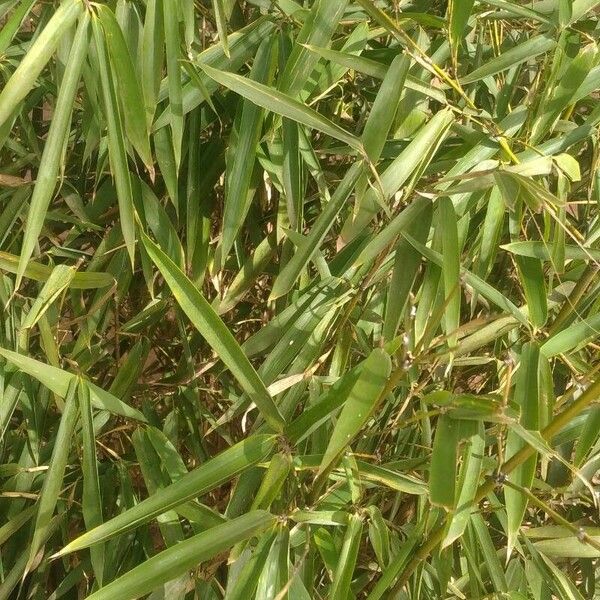 Phyllostachys aurea Leaf