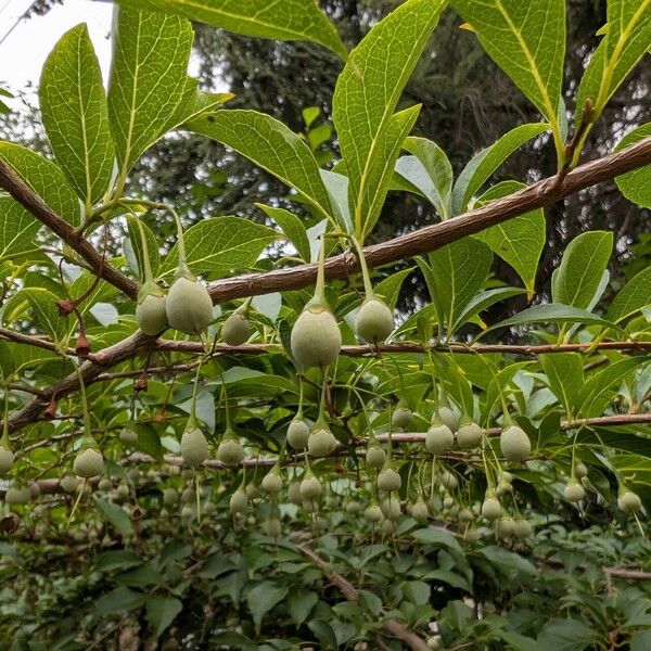 Styrax japonicus Plod