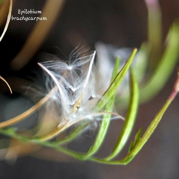 Epilobium brachycarpum Fruit