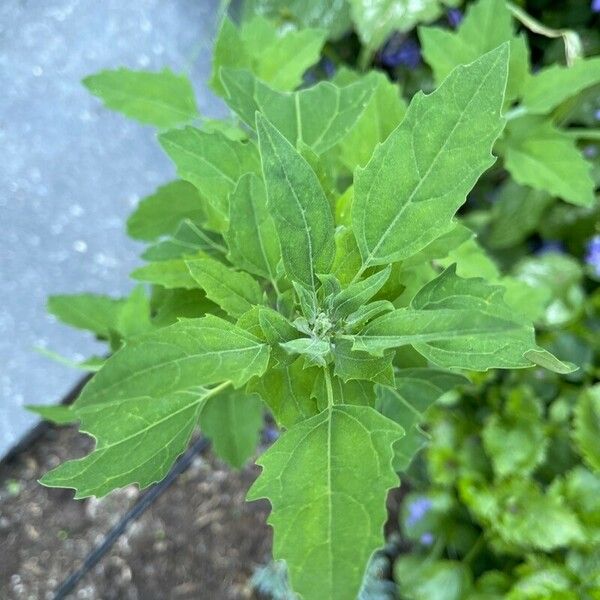 Chenopodium quinoa Blad