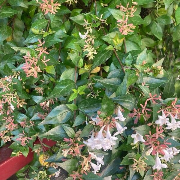 Abelia × grandiflora Blomma