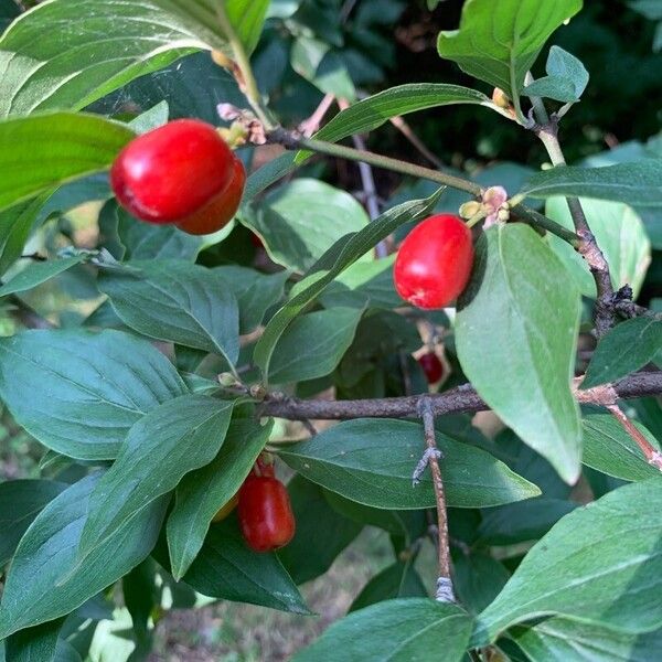 Cornus mas Plod