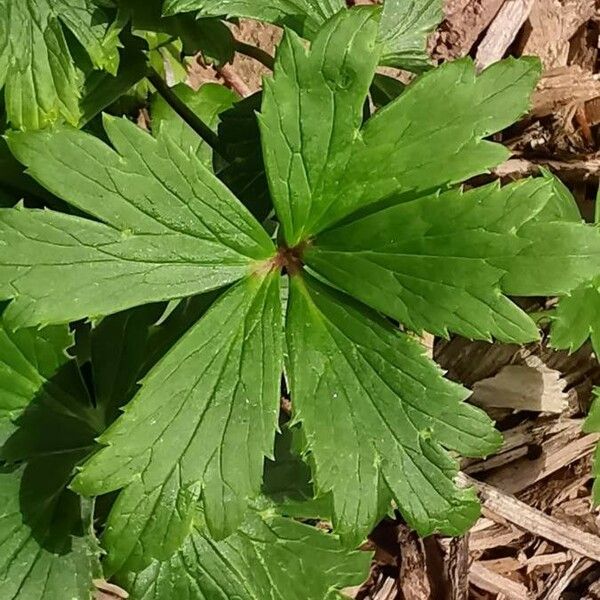 Trollius chinensis Yaprak