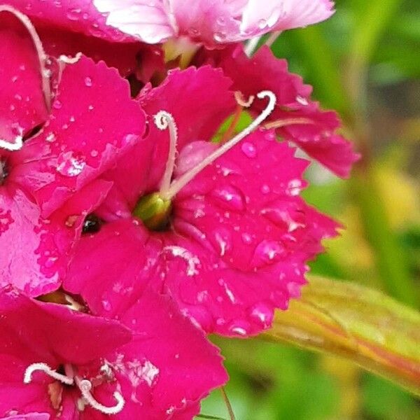 Dianthus barbatus Квітка