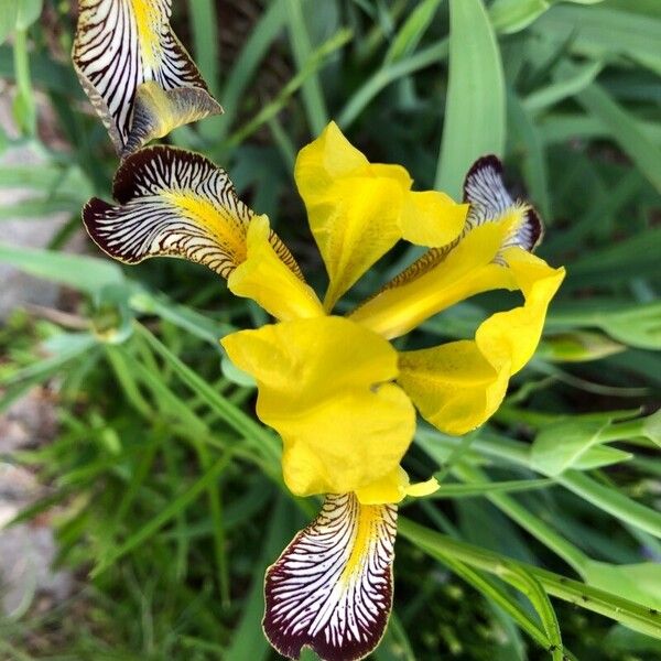 Iris variegata Žiedas