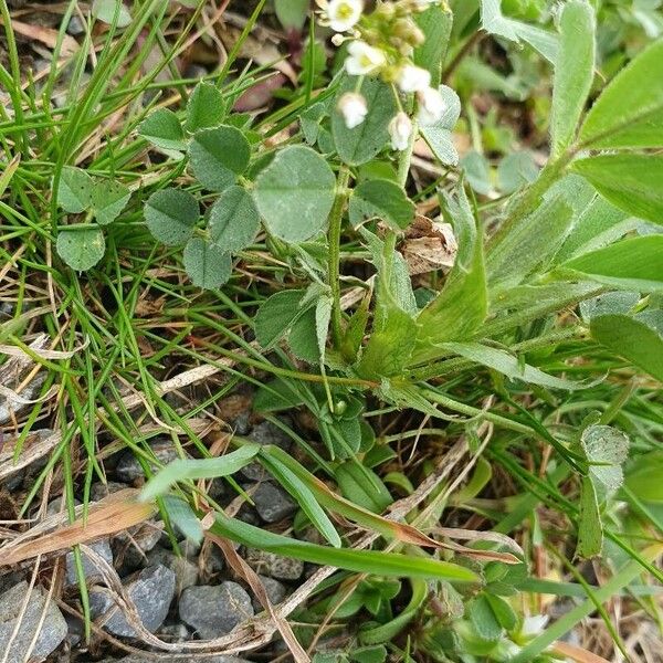 Trifolium occidentale Kvet