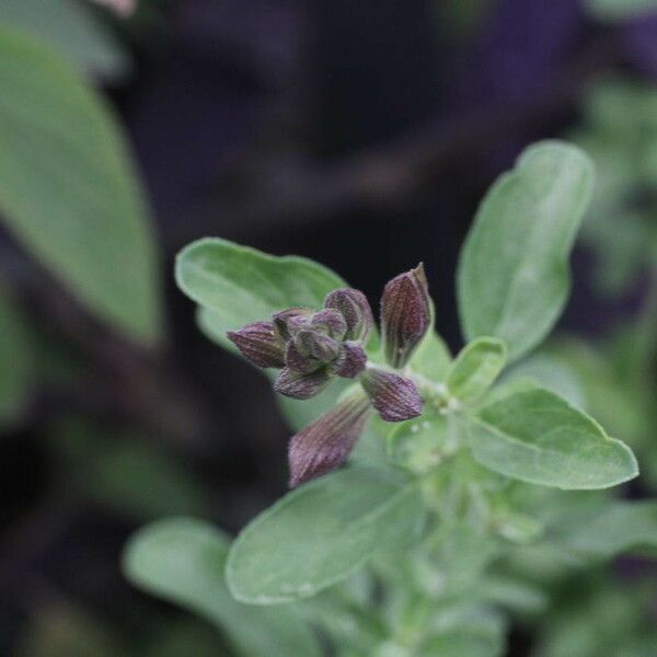 Salvia × jamensis Fuelha