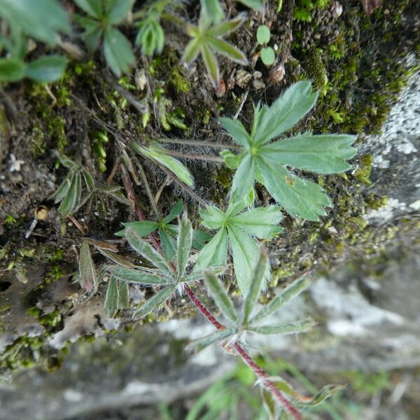 Potentilla caulescens Φύλλο