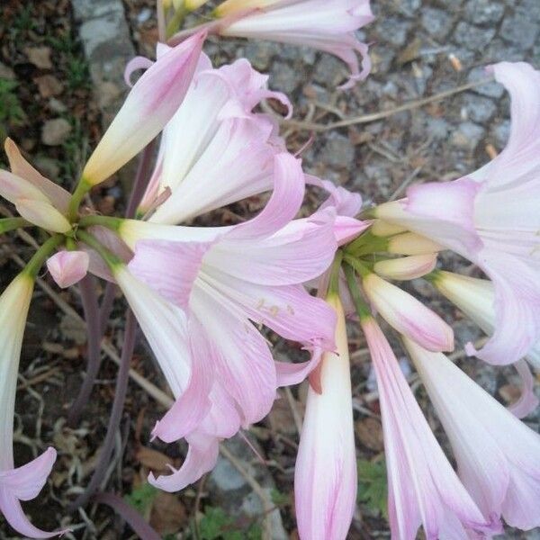 Amaryllis belladonna Květ