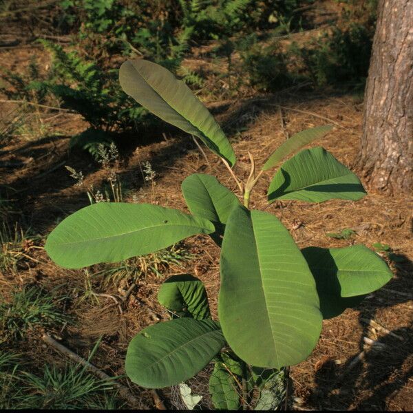 Magnolia rostrata Foglia