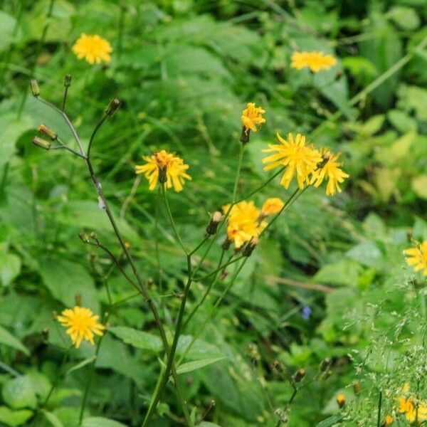 Crepis paludosa പുഷ്പം