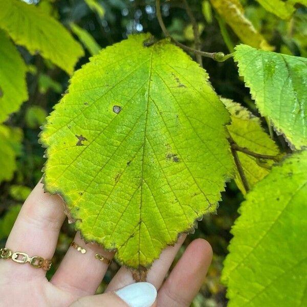 Corylus cornuta Lehti