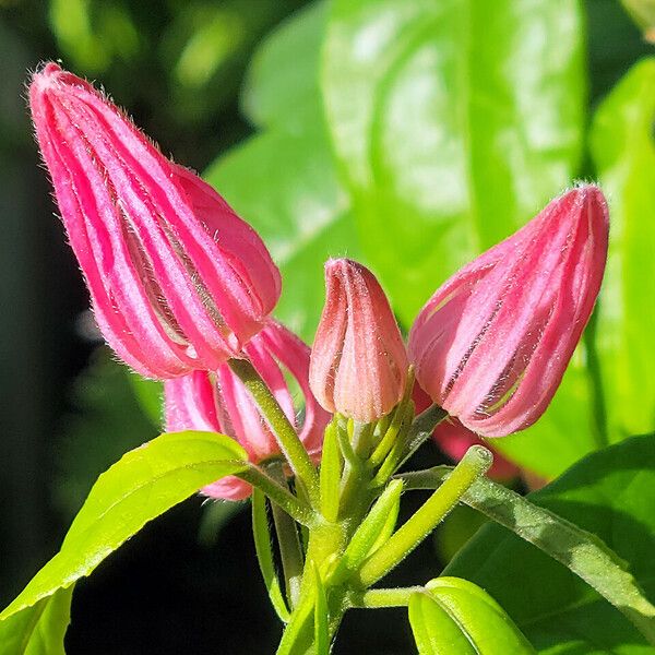 Pavonia multiflora Flors