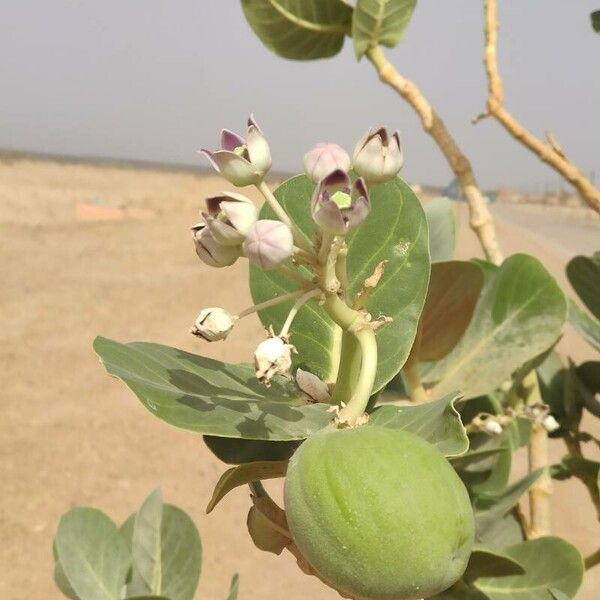 Calotropis procera Fruit