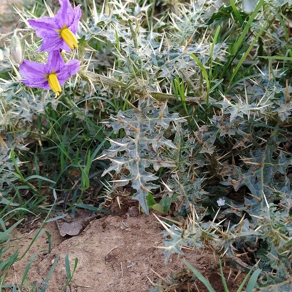 Solanum virginianum Blomma