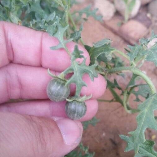 Solanum triflorum Fruto