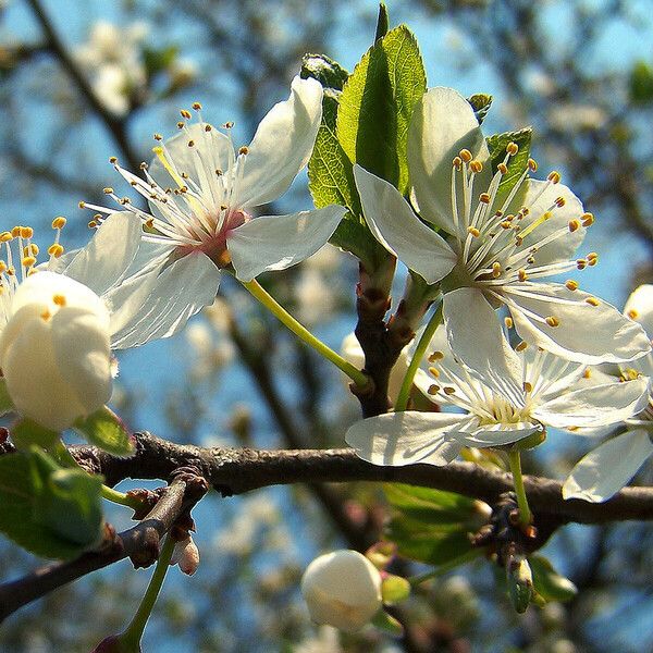 Prunus cerasus Fleur