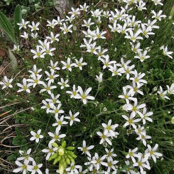 Arenaria grandiflora Flor