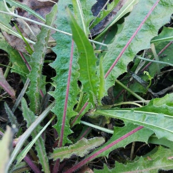 Picris hieracioides Leaf