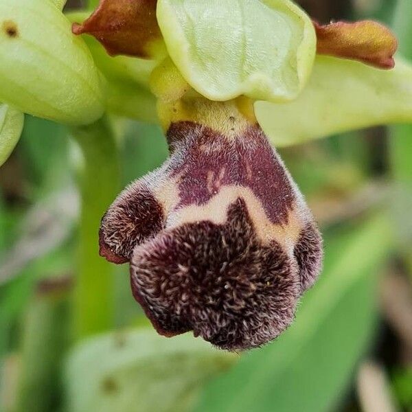 Ophrys omegaifera 花