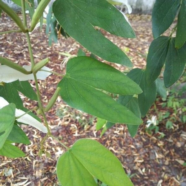 Bauhinia forficata Leaf