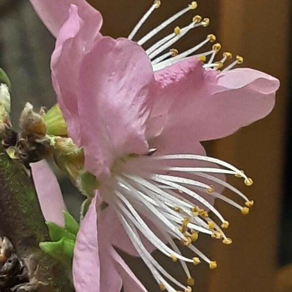 Prunus dulcis Flor