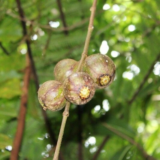 Ficus mauritiana Frutto