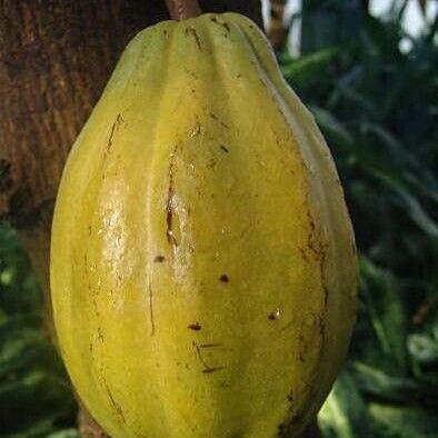 Theobroma cacao Meyve