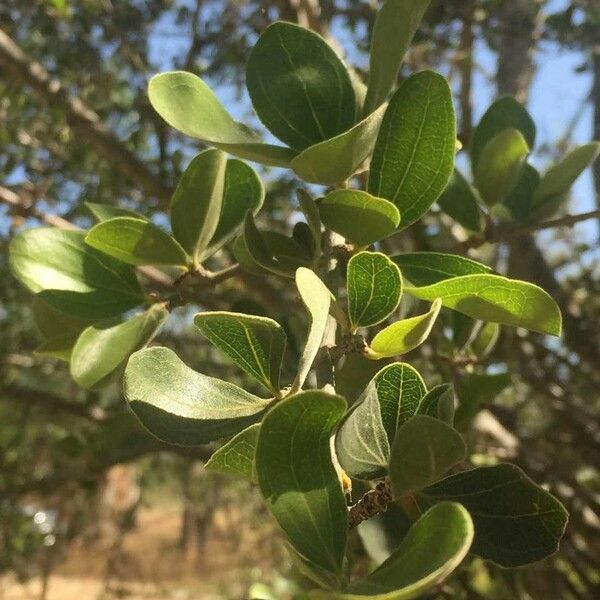 Strychnos madagascariensis Blad