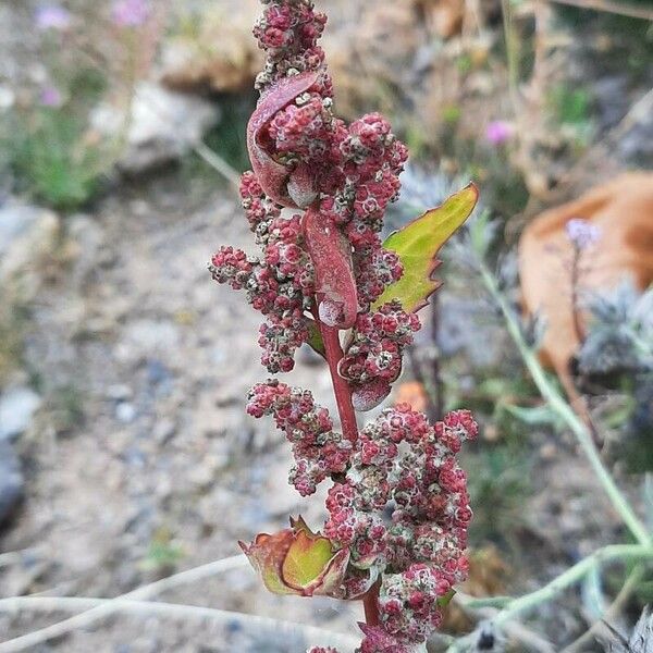 Chenopodium quinoa Flower