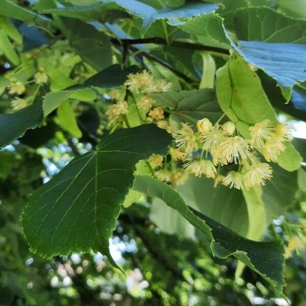 Tilia cordata Leht