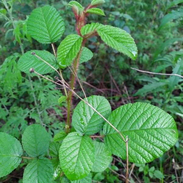 Rubus ellipticus Foglia