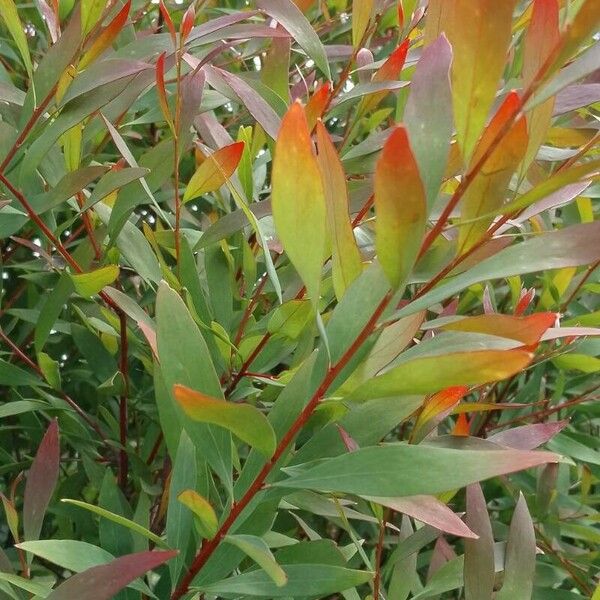 Hakea salicifolia 葉