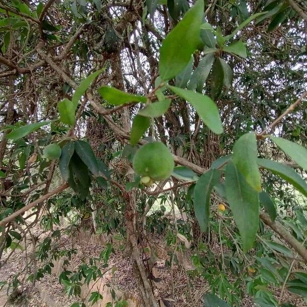 Eugenia pyriformis Fruit