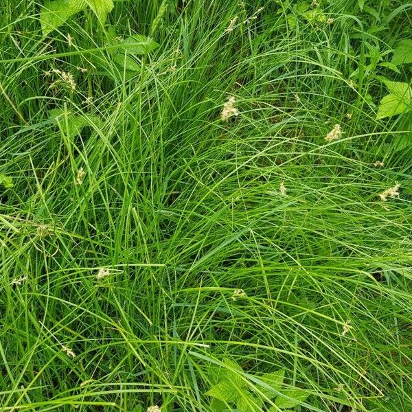 Carex brizoides Liść