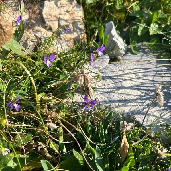 Viola dubyana Flors