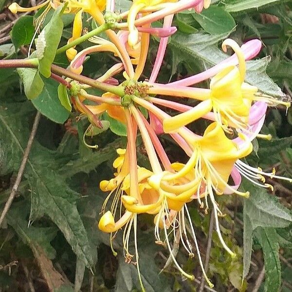 Lonicera etrusca Fiore