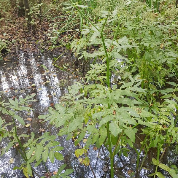 Sium latifolium Blüte