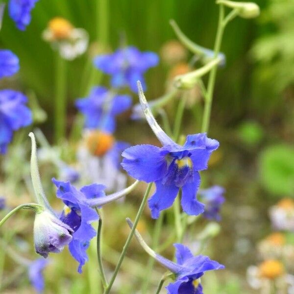 Delphinium grandiflorum Blomma