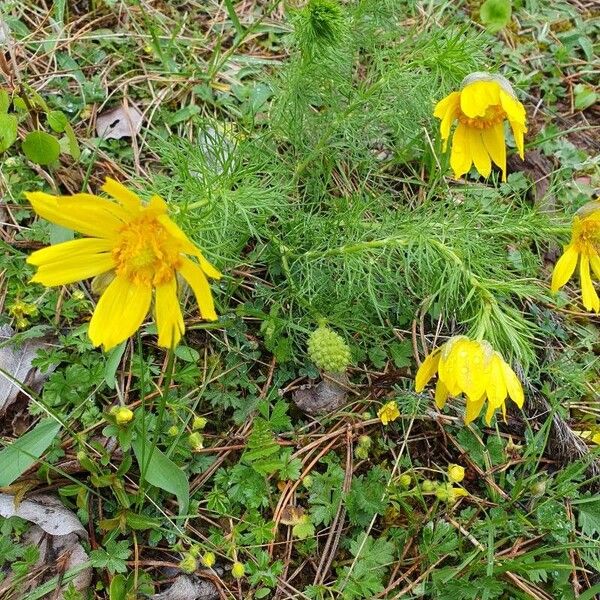 Adonis vernalis Flower